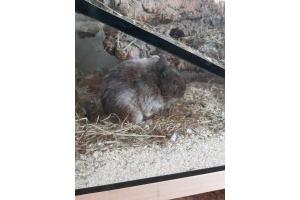 2 Degu Weibchen