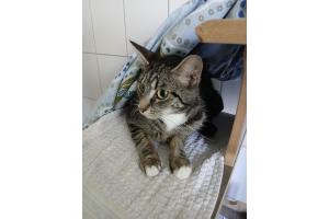 Mehrere Katzen