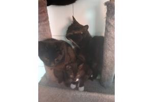 Mehrere Katzen